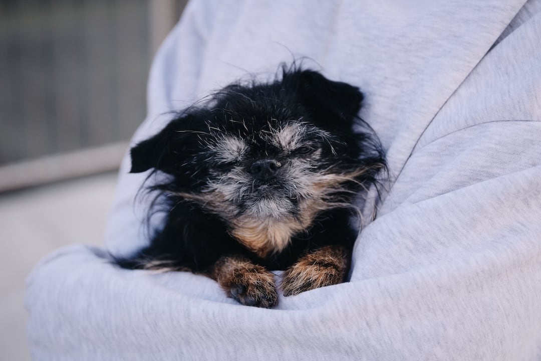 Tattooed Terrier